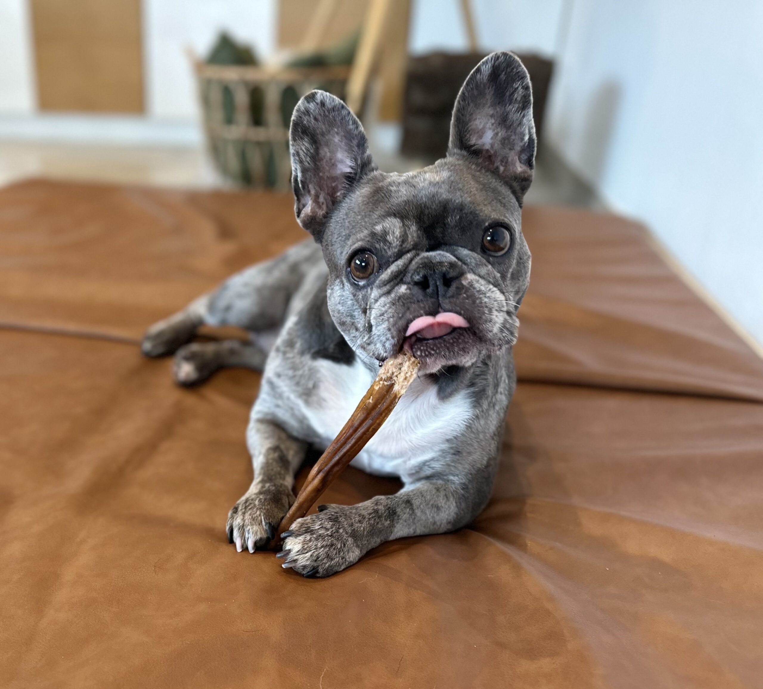 Hundephysiotherapie im Saarland – Nadine Weber behandelt einen Hund